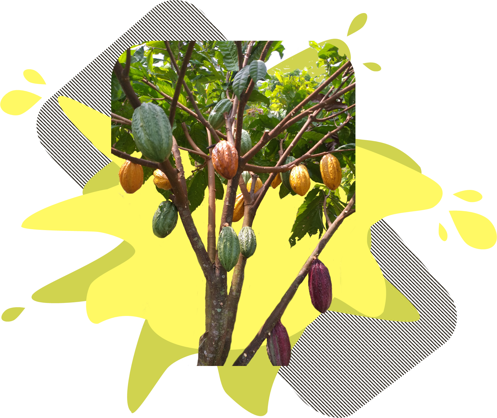 CONTENIDO_PRODUCTOS_2